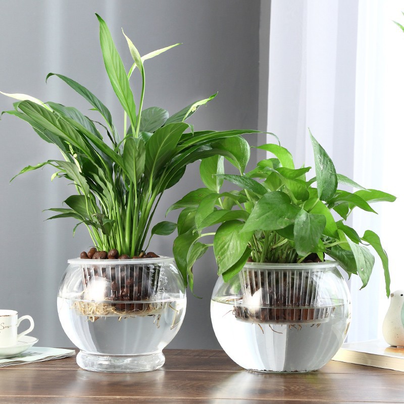Micro-landscape glass vase round ball goldfish bowl turtle bowl office living room decoration water ecological tank