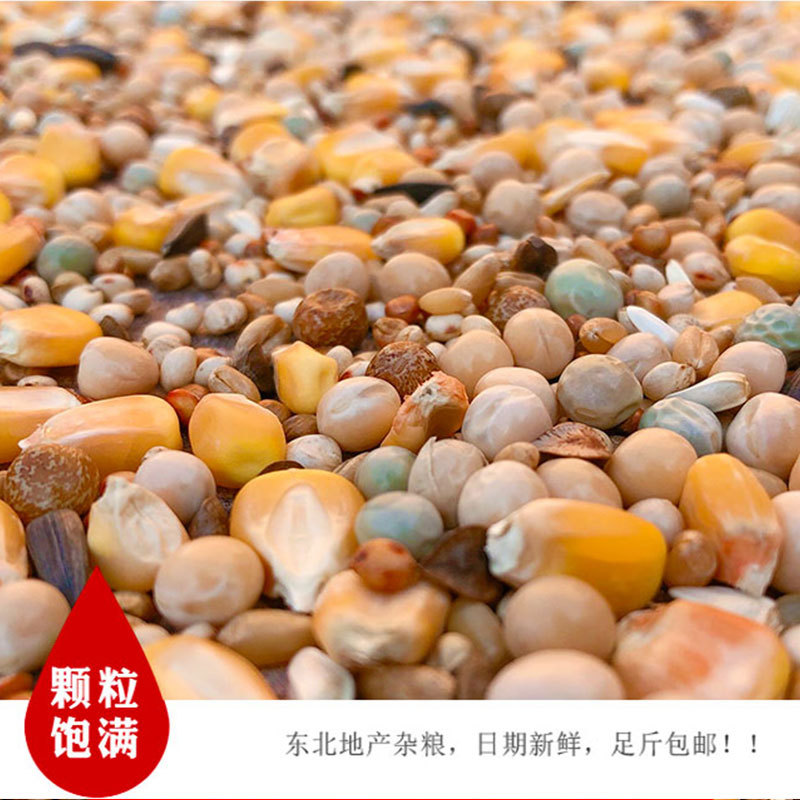 25kg Pigeon Food with Corn Nutrition Pigeon Food Young Pigeon Feed Bird Food Pigeon Food Ornamental Pigeon Meat Pigeon Food Racing Pigeon Food