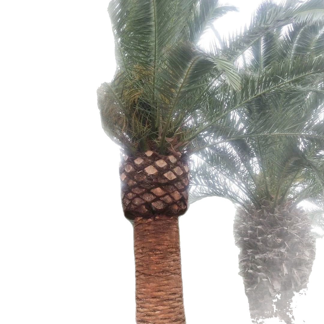 Fujian Canary Sea Date Tree Base Guangdong Zhejiang Canary Sea Date Wholesale Canary Sea Date Head Base