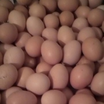 Wholesale Fresh Farm-Raised Free-Range Eggs, Grass-Fed Eggs, Free-Range Eggs, Pink-Shelled Eggs, Fresh Eggs, Firewood Eggs, Grain Eggs
