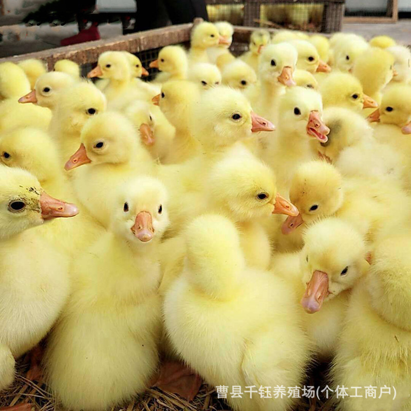 Чистопородный крупный трехцветный гусь, живорождённый крупный белый гусь, гусь-несушка, здоровый молодой гусь, высокая чистота и уровень выживаемости, предпочтителен для разведения