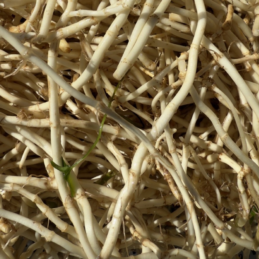 Yunnan Houttuynia Cordata Folded Root Root Seed Seedling Old Root Seed with Soil Wholesale