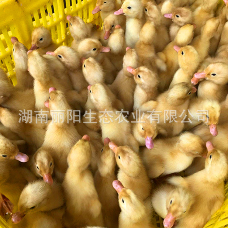 Direct Sale from the Manufacturer: Live Cherry Valley Ducklings, Large Meat Ducks, Easy to Raise and Maintain, with Technical Guidance for Beginners