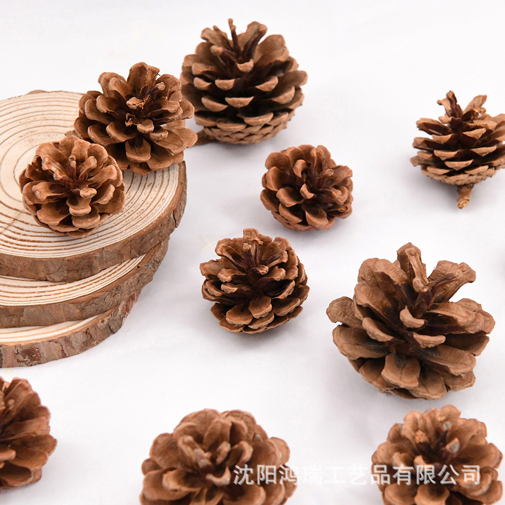 Hanging Line Pine Cone Pinus tabulaeformis Tower Pine Cone Original Color Carton Shipping Photo Photography Ornaments Holiday Garland Decorations Free Shipping