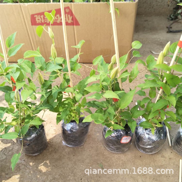 Саженцы клематиса, цветущие в текущем году, вьющиеся лозы, балкон Жозефины Утопии, вьющаяся королева двора