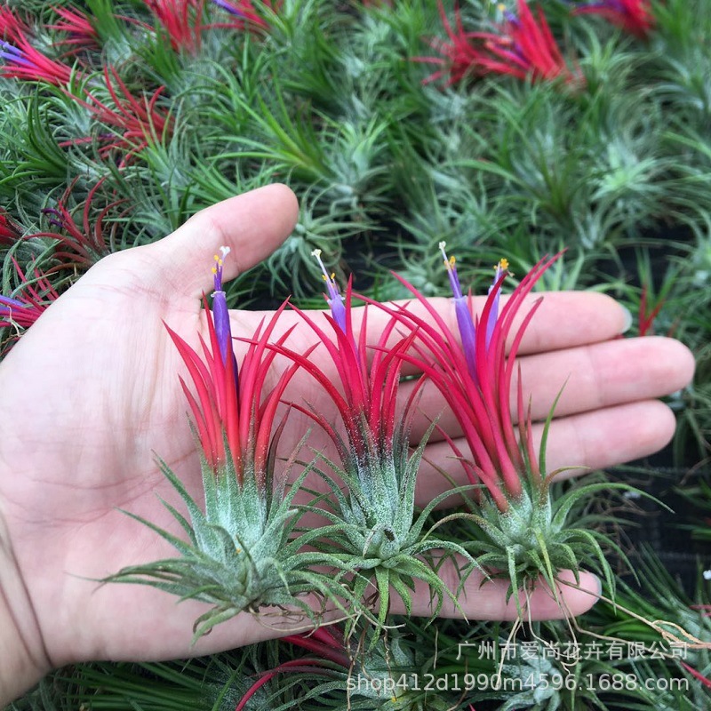 Air Pineapple Fuguo Base Direct Sales Large, Medium and Small Specifications Red and Green Soilless Plants Tillandsia Elf
