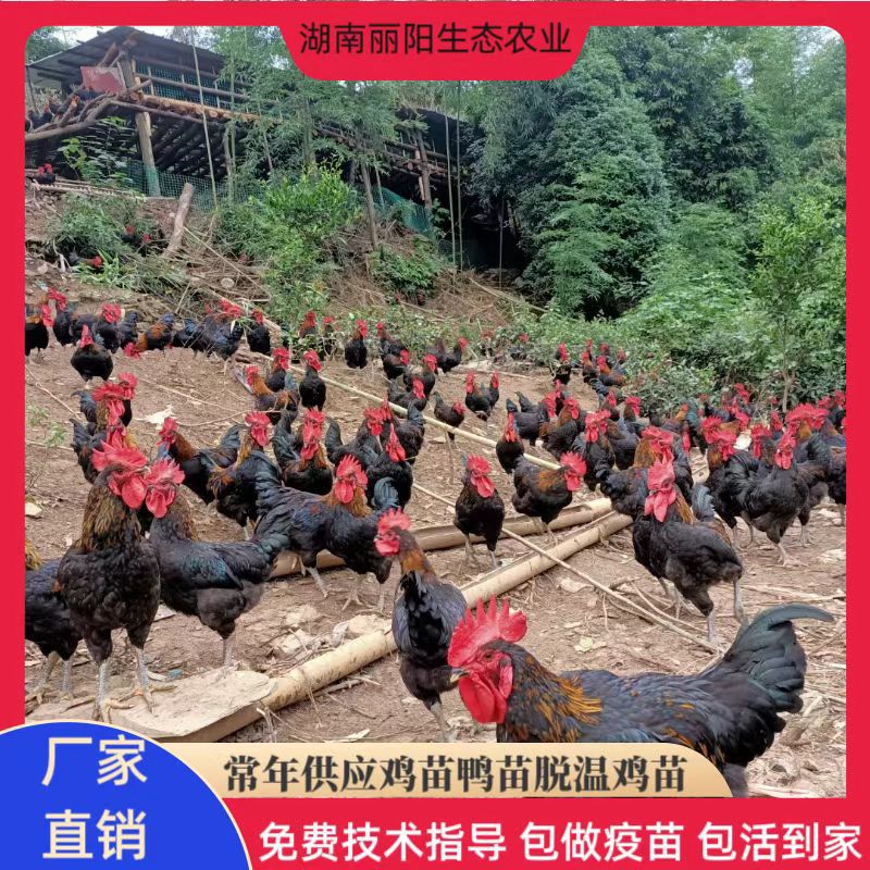 For Sale, Live Fast-Growing Black Chicken Chicks, Direct Sale from the Hatchery, Easy to Live and Easy to Raise, Free Technical Guidance on Breeding