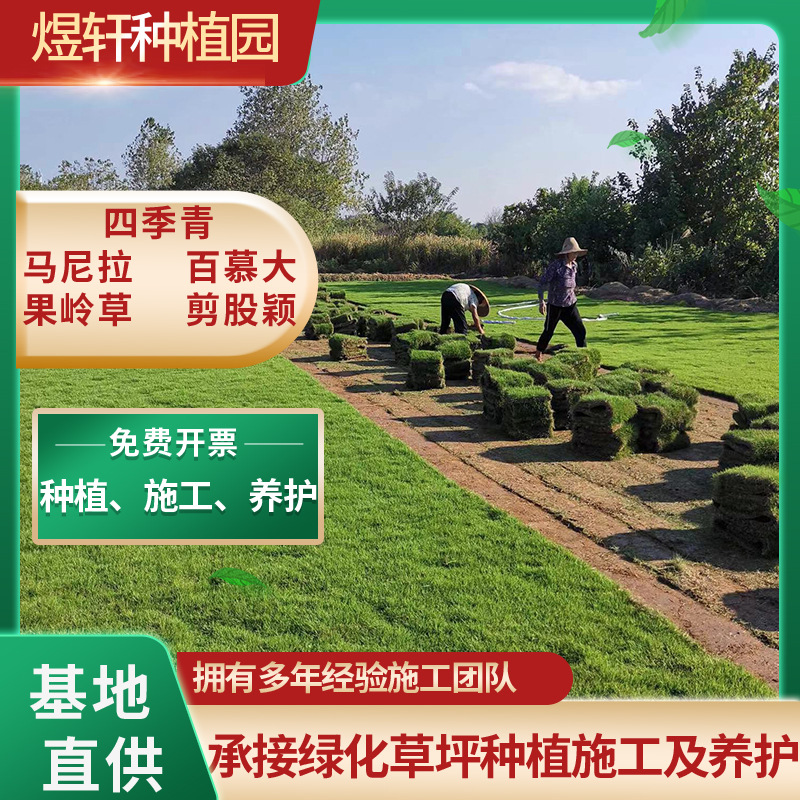 Lawn with Soil Real Turf Carpet Grass Taiwan Grass House Courtyard Garden Municipal Greening Bermuda Lawn