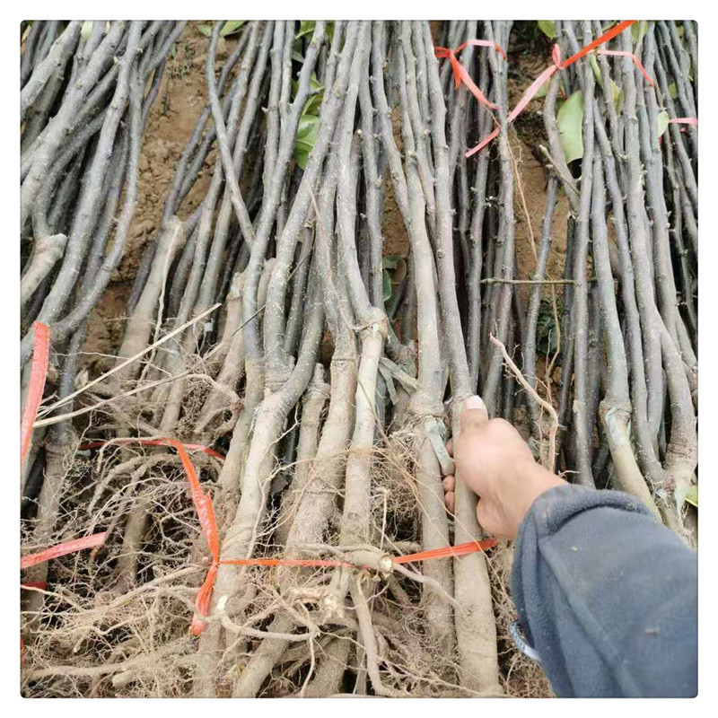 Authentic Qiuyue Pear Saplings, Grafted Qiuyue Pear Saplings Base, Wholesale of 1 to 3cm Bingtang Qiuyue Pears