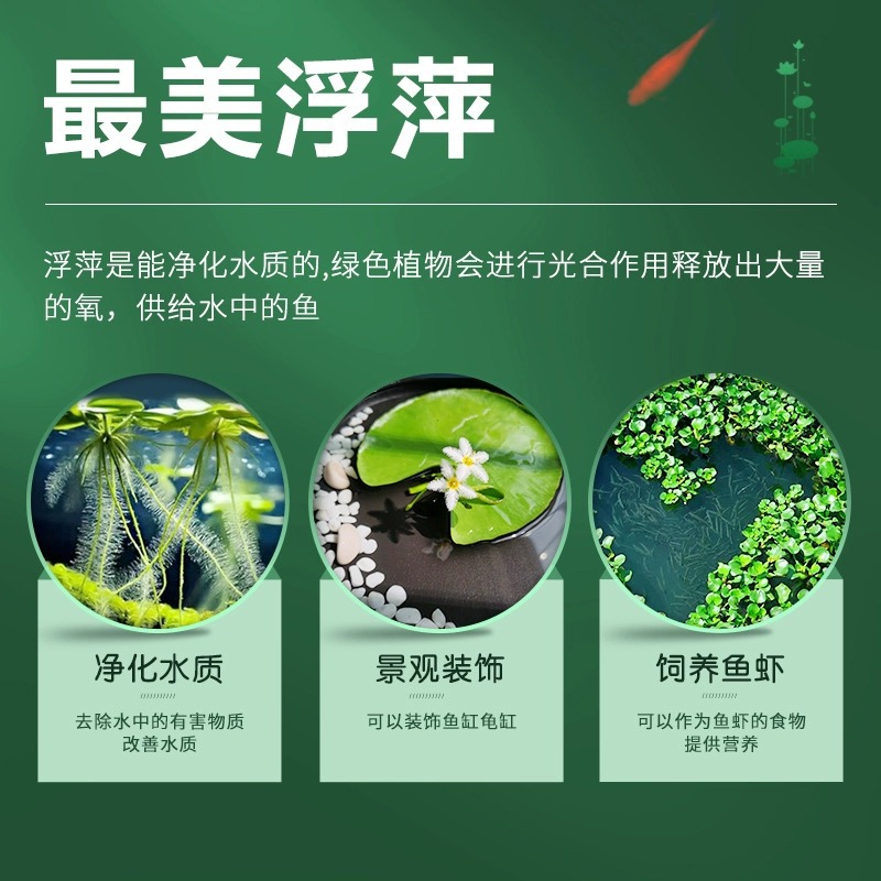 Duckweed Aquilla Daquan Plant Fish Tank Landscape Hydroponics One Leaf Lotus Water Hibiscus Water Hyacinth Water Lotus Water Purification Grassage Hair