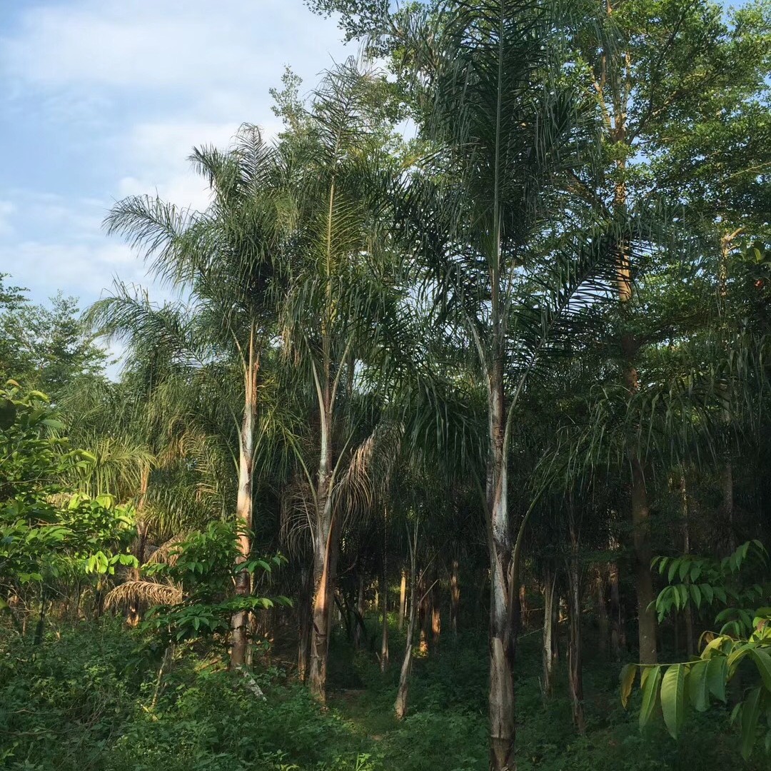 Queen Kwai Direct Supply from the Place of Origin Fujian Queen Kwai Price Queen Kwai Base Jinshan Kwai Quote