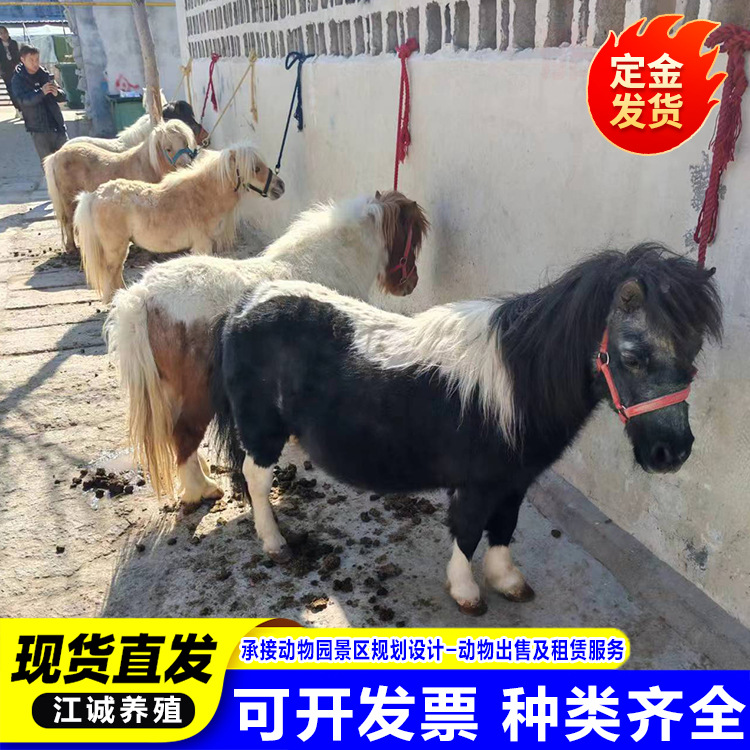 Ферма на продажу, аренда взрослых шетландских пони, декоративный верховой пони, цена мини-пони