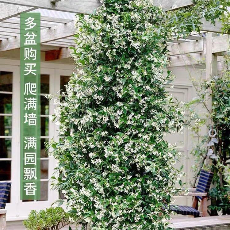 Вьющаяся лиана жасмина Windmill в горшке, серебристый жасмин, для двора, балкона, на улице, вечнозеленая, ароматная, морозостойкая