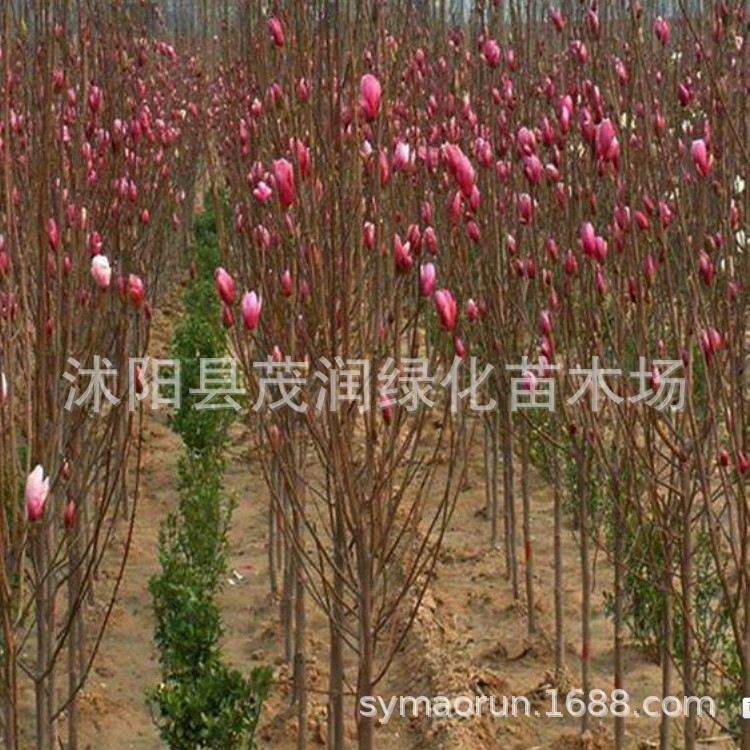 Grafted Magnolia Seedlings Magnolia Saplings Wholesale Yellow Purple Magnolia White Magnolia Magnolia Seedlings Landscaping Saplings