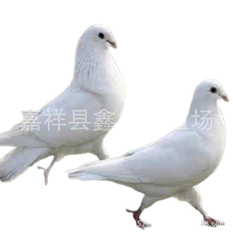 Purebred元宝 Pigeons, Live Ornamental Pigeons, Meat Pigeons, White Feather King Pigeons, Scenic Area Feeding Interactive Square Pigeons