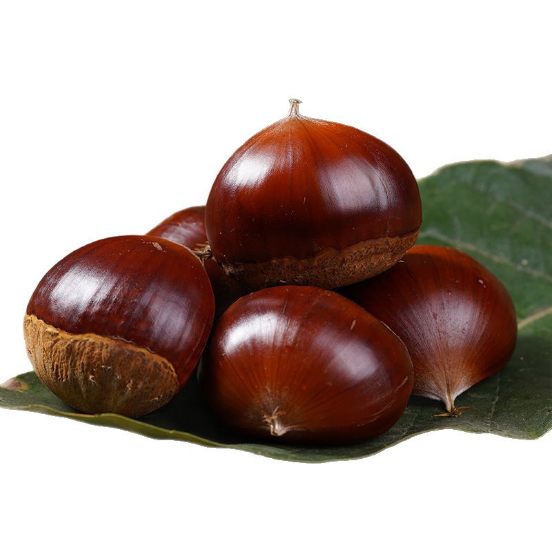 Newly Picked Authentic Fresh Chestnuts from Dandong, Freshly Roasted Large Chestnuts, Seasonal Wholesale
