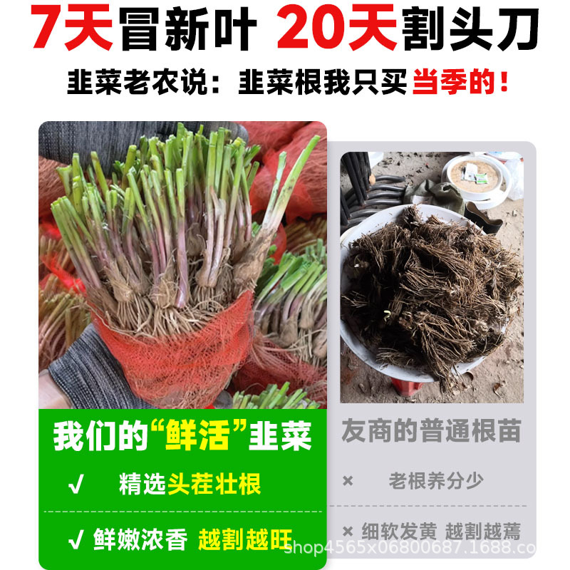 New Leek Root Seedlings, Purple Roots, Large Wide Leaves, Dug with Soil in All Seasons, Fine-Leaf Potted Vegetables, Leek Wholesale in All Seasons