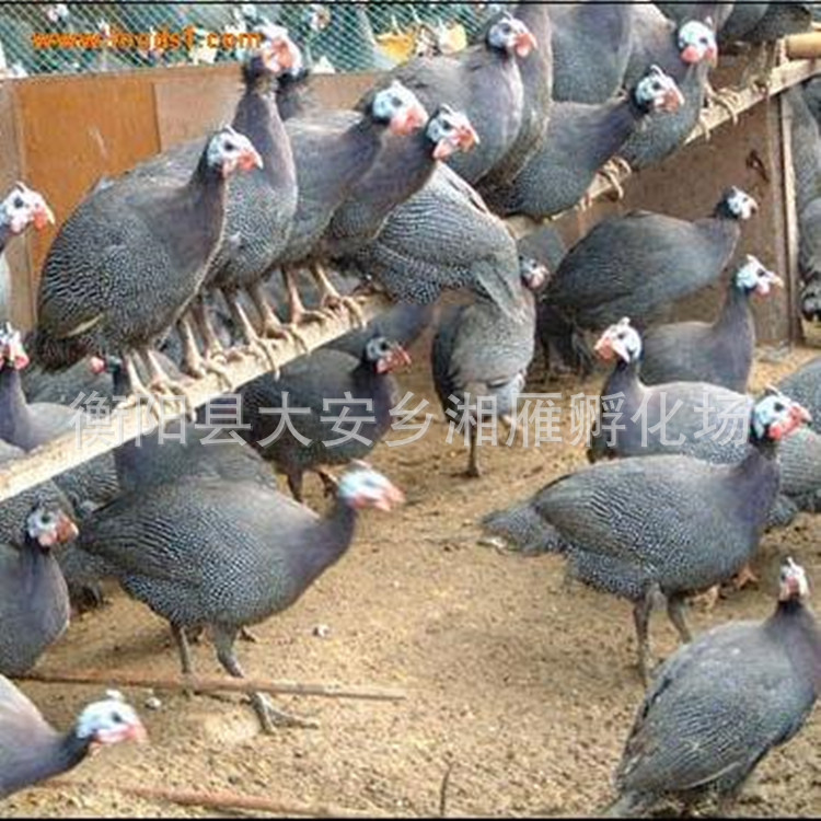 Guinea Fowl Live Seedlings, Rare Birds, Magpie Pheasant, Quail Seedlings, Colorful Pheasant, Imperial Concubine Chicken Seedlings, Native Chicken Seedlings