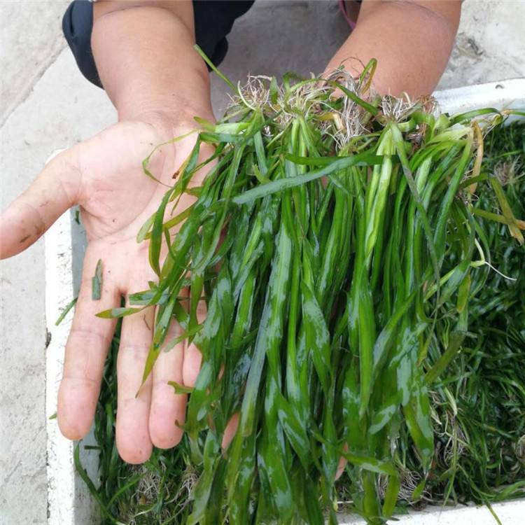 Various Aquatic Plants Such as Aquaticum, Dwarf Aquaticum, Dwarf Evergreen Aquaticum Are Packaged in Batches Directly from the Manufacturer
