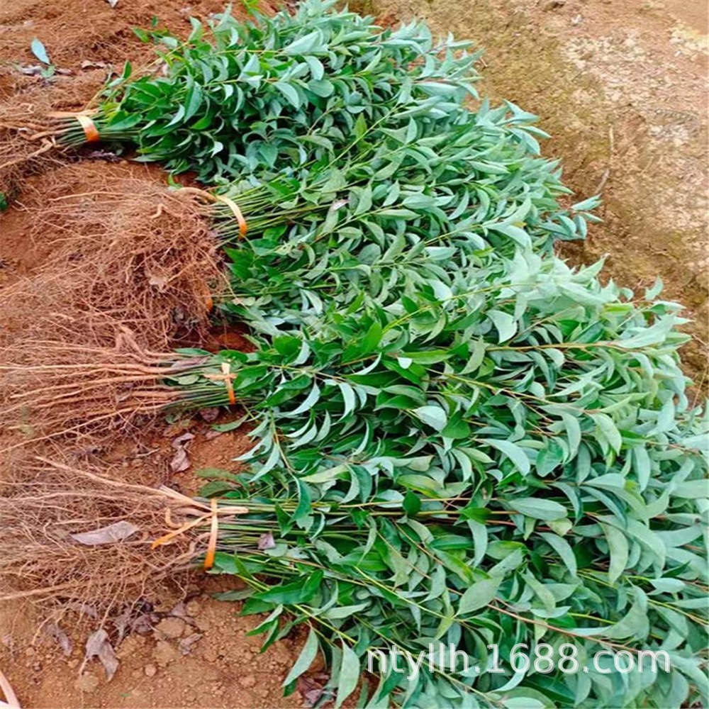 Camphor Saplings, Large and Small Leaf Camphor Saplings, Mosquito Repellent Camphor Saplings, Evergreen Saplings Planted in the North and South, All Year Round