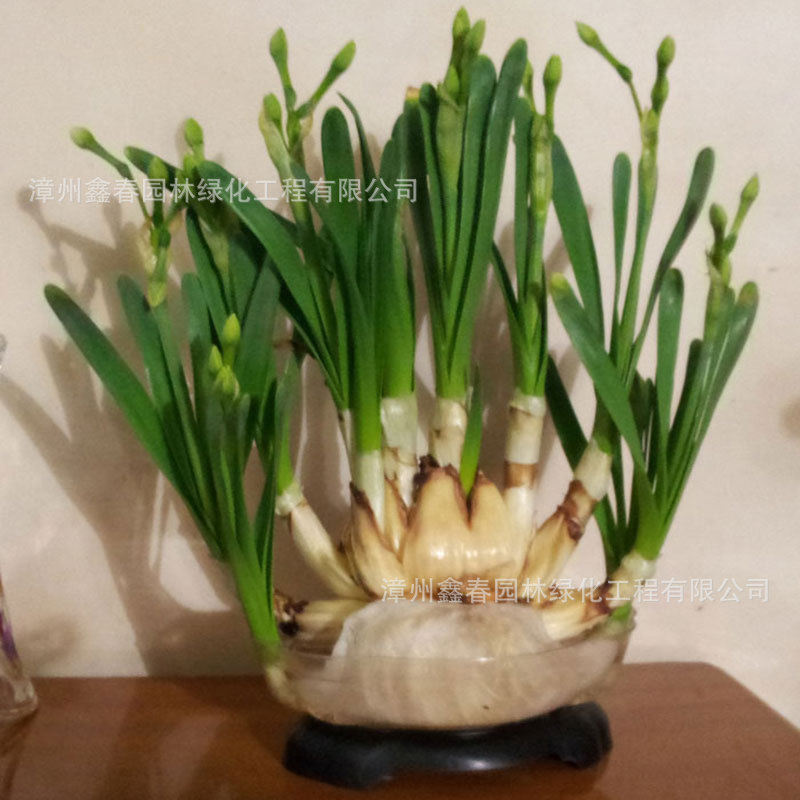 Extra Large Double-Petaled Narcissus Flower King Wholesale Single-Petaled Multi-Flowered Flower Balls from Zhangzhou Jiuhu Origin Units Are Great Gifts
