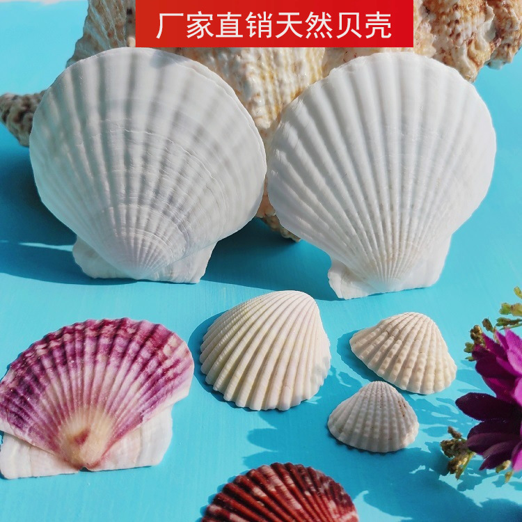 Натуральная белая ракушка Большая белая раковина DIY Ручная роспись Граффити Наклейка на стену Гавайская ракушка Оптовая продажа