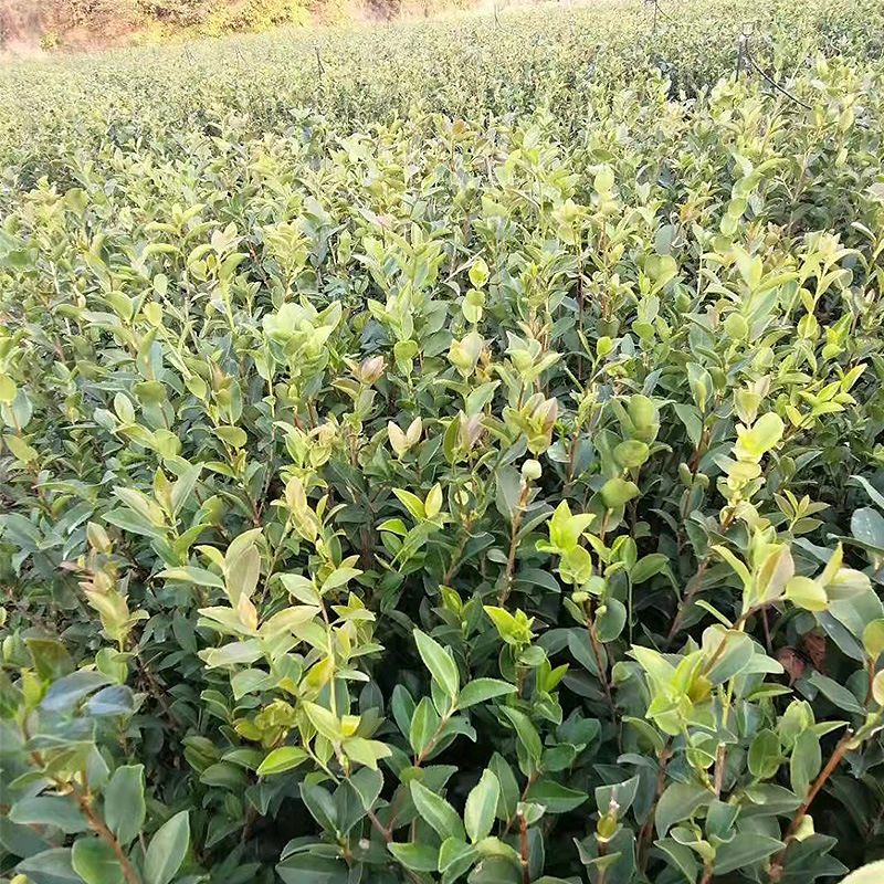 Seedlings for Sale Camellia Oleifera Seedlings Camellia Oleifera Seedlings 30-50cm Large Quantity, High Price and Good Quality, Sufficient Supply from Hunan Base