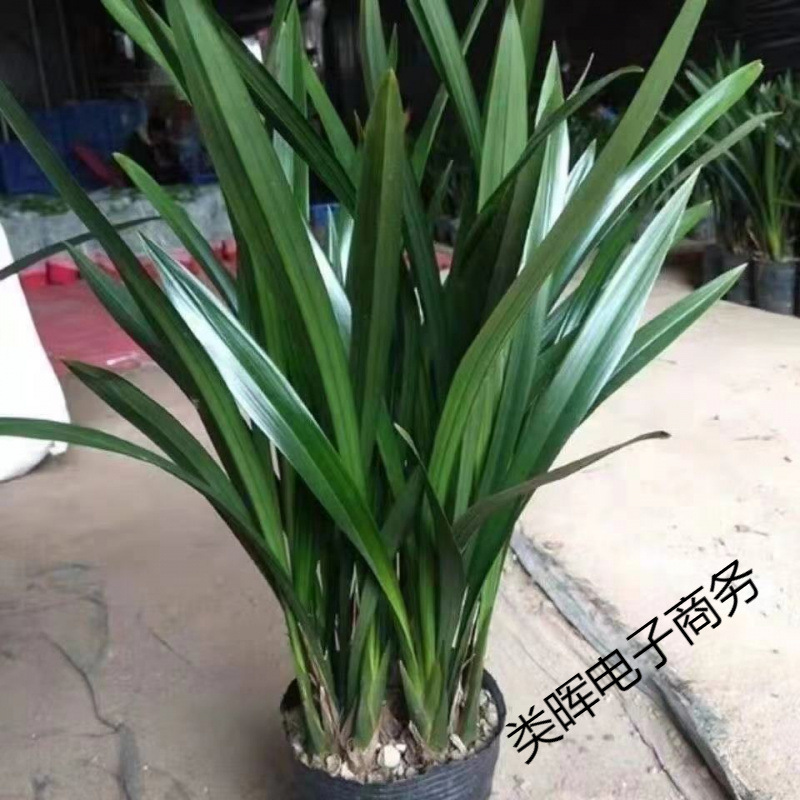 Орхидеи цветут в тот же год, цветут круглый год, сеянцы орхидей с сильным ароматом, чернильные орхидеи, ароматные комнатные цветы, очищают воздух