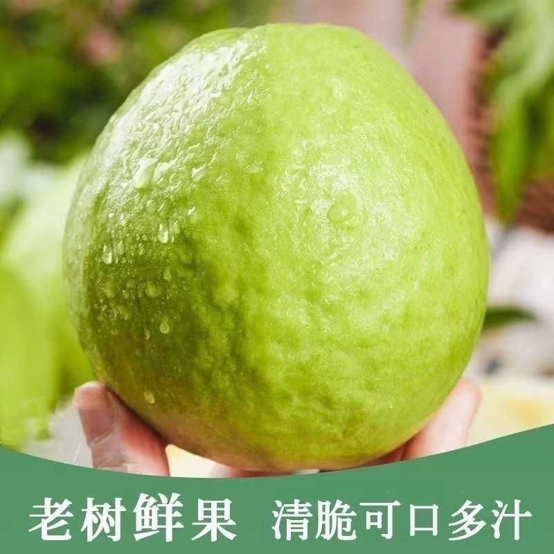 Fujian Zhangzhou White Heart Guava Crispy Sweet Guava Fruit Fresh Seasonal Pearl White Flesh Tubale Fruit Free Shipping