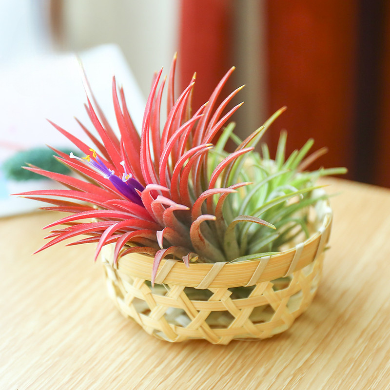 Air Pineapple Soilless Plant Flowering Period Elf with Color Limited Time Sale Free Shipping Green Plant Potted Flowers and Plants Aliexpress