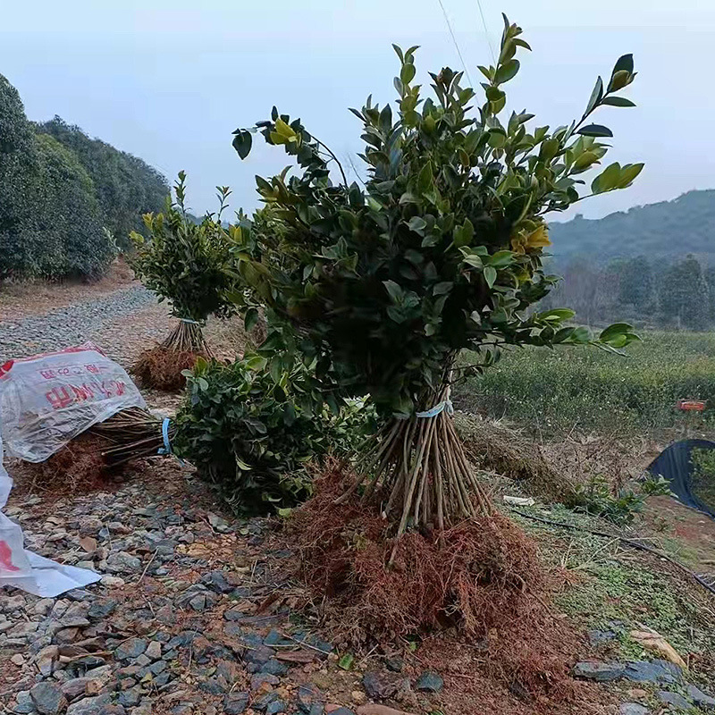 Seedlings for Sale Camellia Oleifera Seedlings Camellia Oleifera Seedlings 30-50cm Large Quantity, High Price and Good Quality, Sufficient Supply from Hunan Base