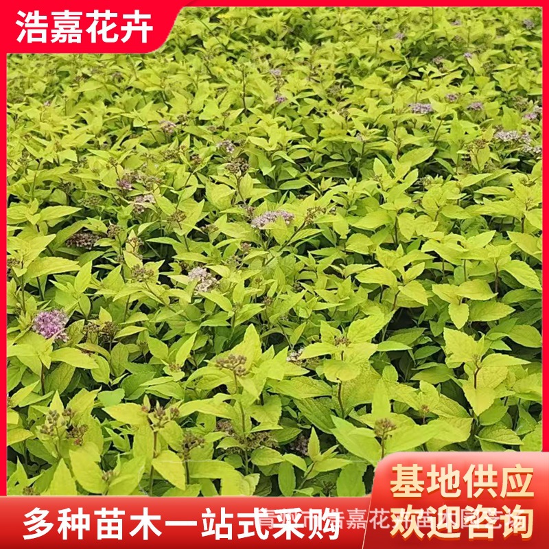 Саженцы спираеи золотого пламени, цветущие кустарники, озеленение, ландшафтный дизайн, саженцы спираеи золотой горы