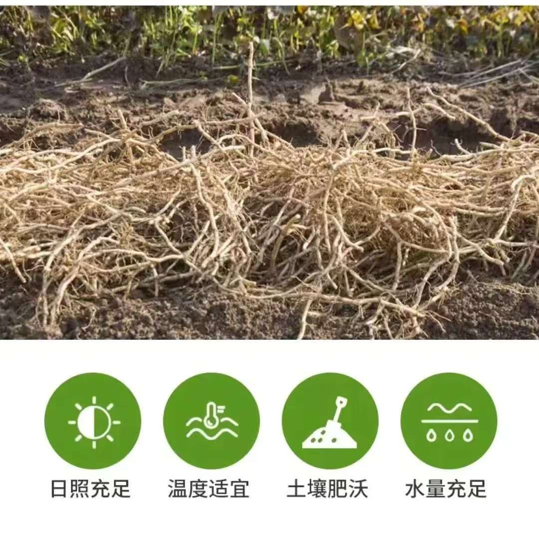 Fresh Houttuynia Cordata Root Puree Without Leaves, Tender Root, Hubei Specialty, Jujube Root Cold Dish