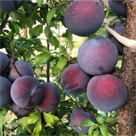 Spot Chilean Cherry Plums in Season for Pregnant Women Pure Sweet Plum Anthocyanins Sf/Jingdong Full Box