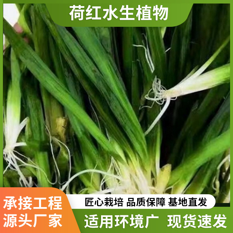 Оптовая продажа водно-болотных растений для озеленения рек, украшение дворов, саженцы водных растений для очистки воды, карликовая горькая водоросль