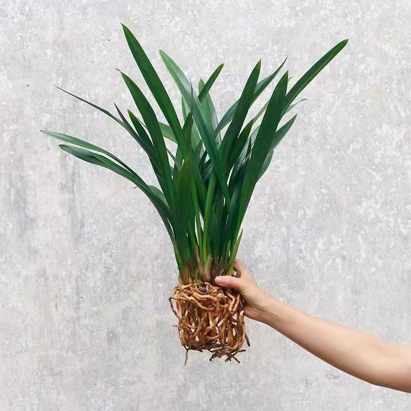 Ароматная орхидея в горшке, чернильная орхидея, широколистные сеянцы орхидей, белые чернильные сеянцы для гостиной и балкона