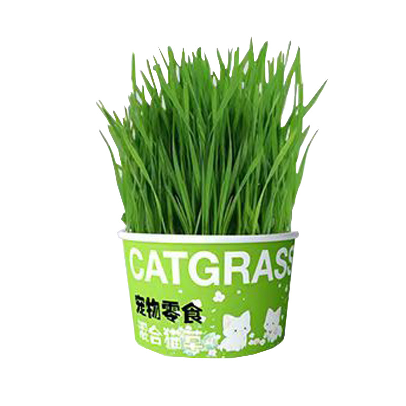 Lazy Instant Noodles Cat Grass Cat Grass Hydroponic Cup Fur Grass Cat Grass Wholesale Cat Grass Pot Lazy Person Planting Cat Grass Cup Potted Plant