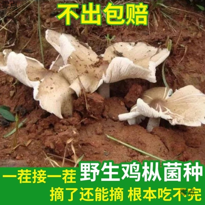 Yunnan Tricholoma Mushroom Strains for Home Cultivation in All Seasons, Tricholoma Strains for Home Cultivation, Edible Mushroom Strains, Free Shipping for One Piece