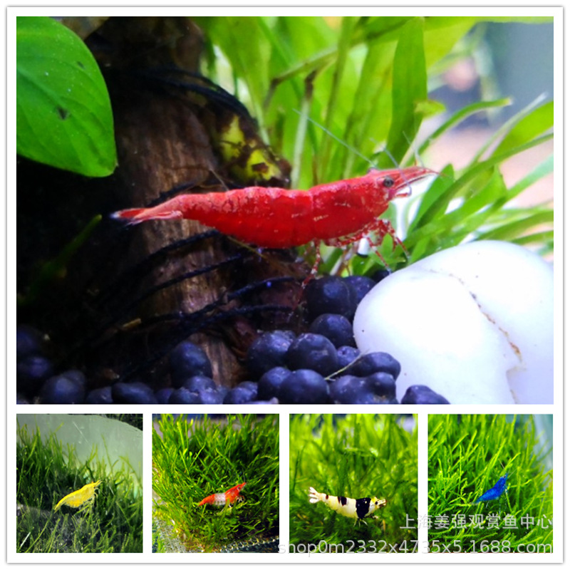 Tropical ornamental shrimp live freshwater Cherry Blossom Shrimp crystal set fire shrimp black shell shrimp remove algae pet grass tank live Wholesale Wholesale