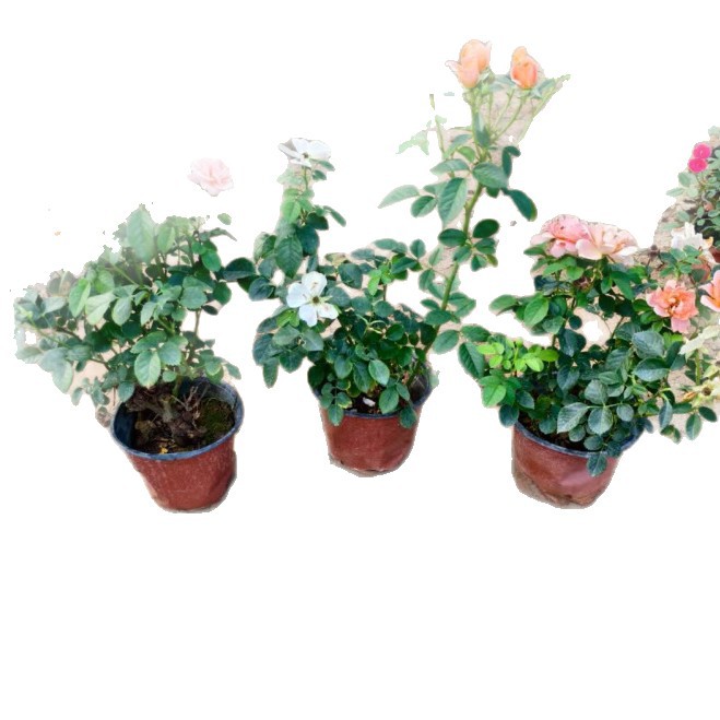 Juice Balcony Rose Potted Plants for Courtyard and Municipal Greening Projects, Juice Balcony Rose Wholesale Base
