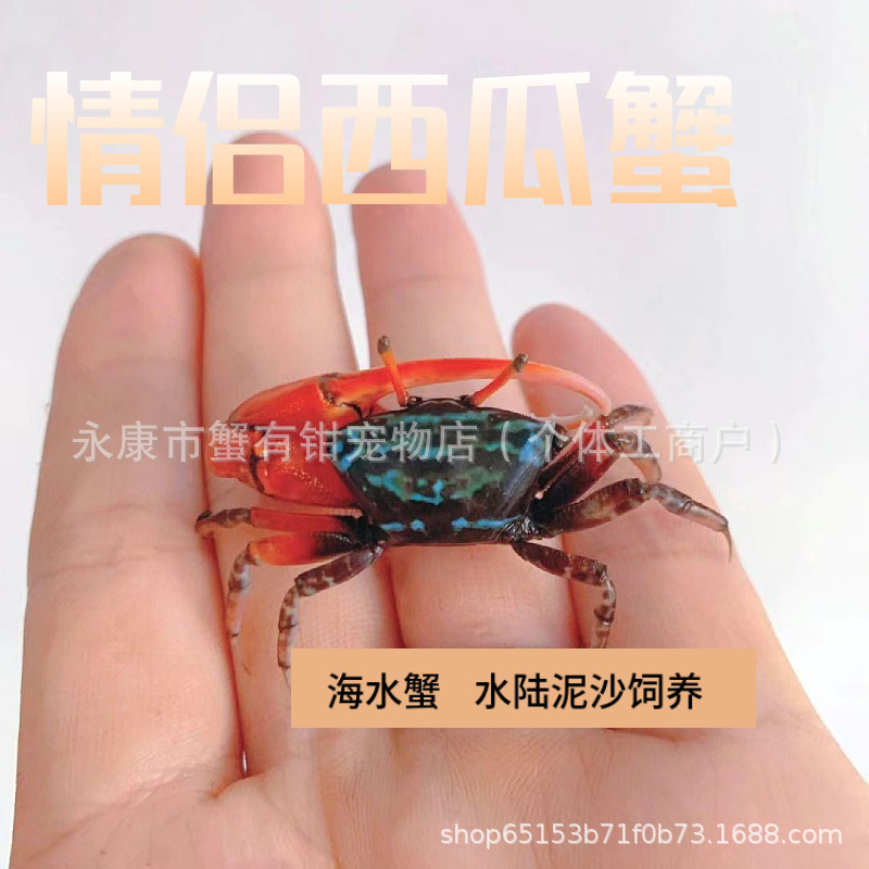 Wholesale Watermelon Crab, Chinese Sand Crab, Hermit Crab, Freshwater Crab, Lazy Desktop Pet, Easy to Raise and Live