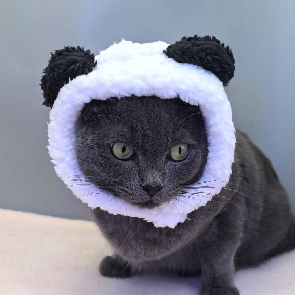 Dog and Cat Costume Hats, Funny Bear Headgear, Teddy and Bichon Photo Props, Pet Accessories