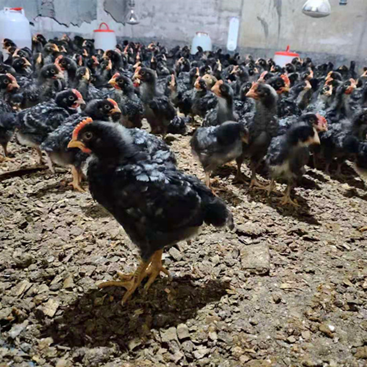 Manufacturer Wholesales Broiler Chicks, Broiler Chicks That Have Been Weaned, Black-Feathered Broiler Chicks, Green-Shelled Eggs, One-Month-Old Yellow-Feathered Chickens, Free-Range Chickens