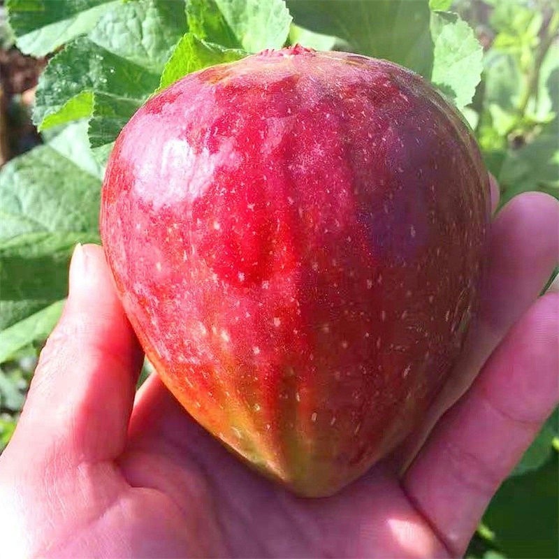 Fig Tree Seedlings Potted Ground Planting Boji Red Southern and Northern Planting Extra Large Fig Tree Seedlings That Bear Fruit in the Same Year