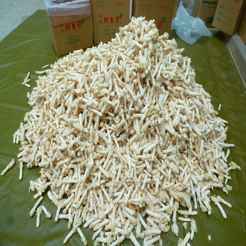[Yufulong] Bamboo Fungus 12- 15cm Wild Red Bamboo Fungus Aaa Grade Selection Hotel Dry Bamboo Fungus Wholesale