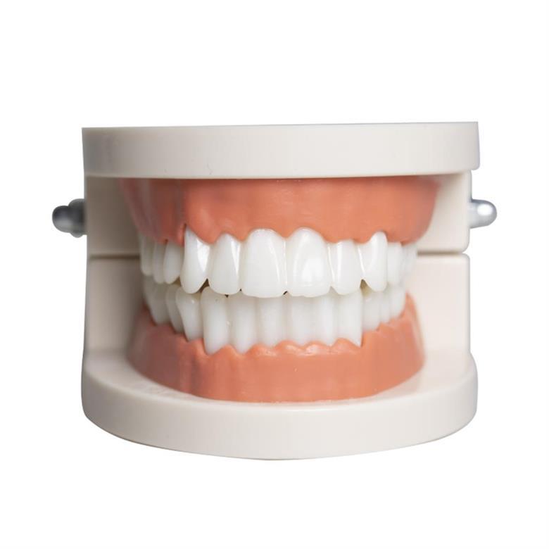 Dental resin practice dental model kindergarten brushing model health care dental teaching dental model