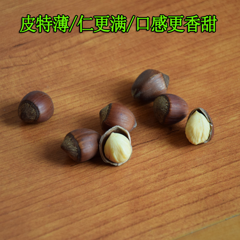 Best Hazelnut Love Northeast Specialty Wholesale 10 Lbs 2025 New Stock Original Flavor Roasted Nuts Open-Shell European Large Hazelnuts