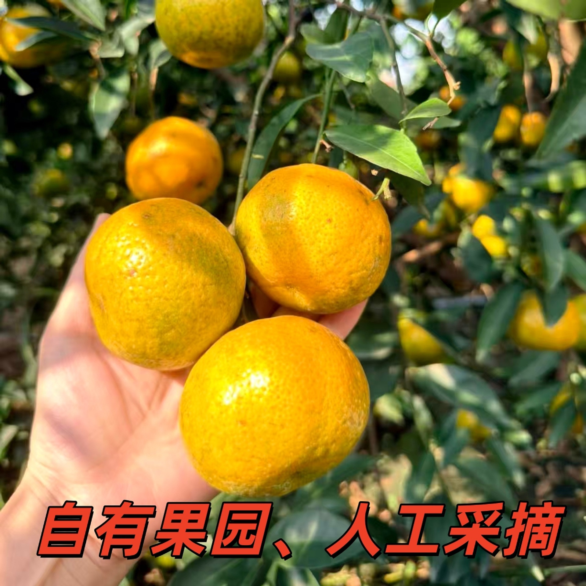 Free Shipping 25 Xinhuai Mei River Area Large Red Skin Oil Chamber Full Natural Sun-Dried Ancient Method Production Sweet and Mellow Taste