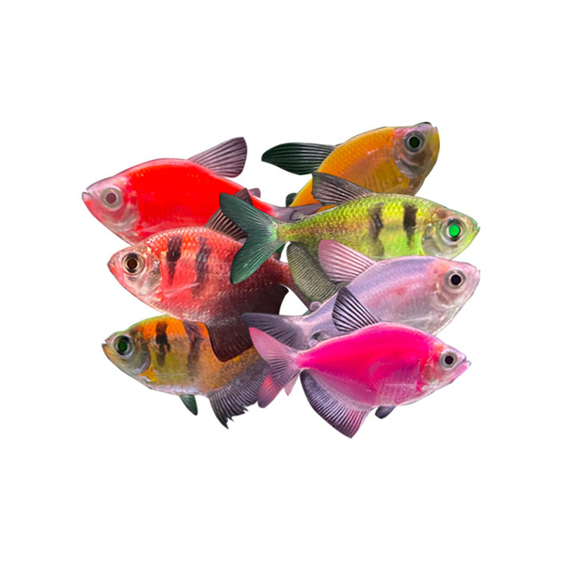 Green Apple Lemon Angel Fish Wholesale Live Tropical Ornamental Fish Red Blue Purple Yellow Green Emerald Tiger Colorful Fishing Ground