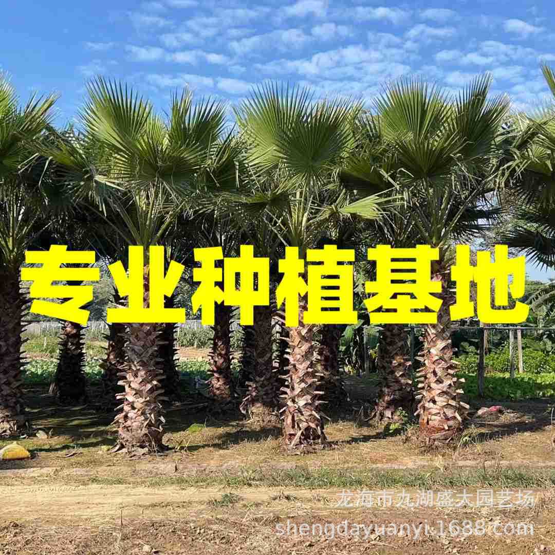 Фуцзянская старая пальма, оптовая продажа, Цзянси, Шанхай, старая пальма, цены, Чжэцзян, пальма, Вашингтон, изображения